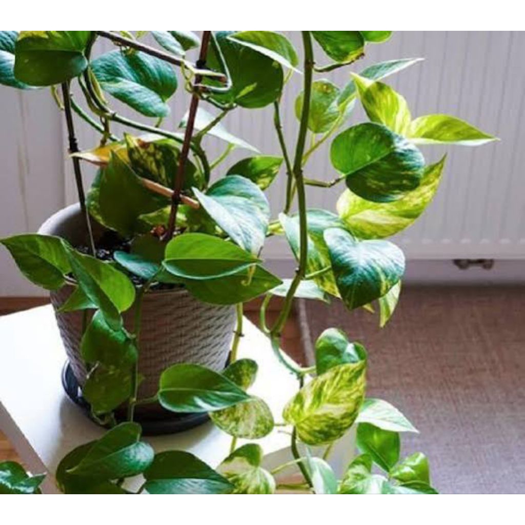 sirih gading  (Epipremnum aureum)