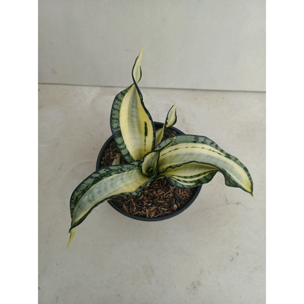 Sansevieria Golden Wendys