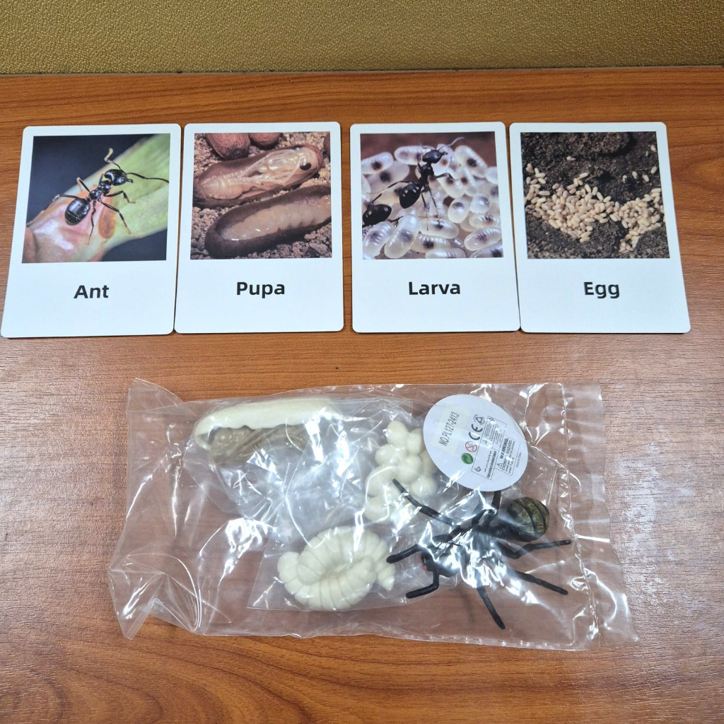Mainan edukasi Siklus hidup Semut hitam Ant hewan dengan Flash Card Animal Figure Life Cycle biologi