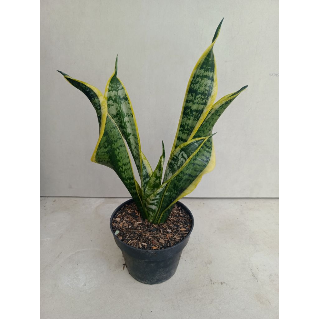 Sansevieria Twister