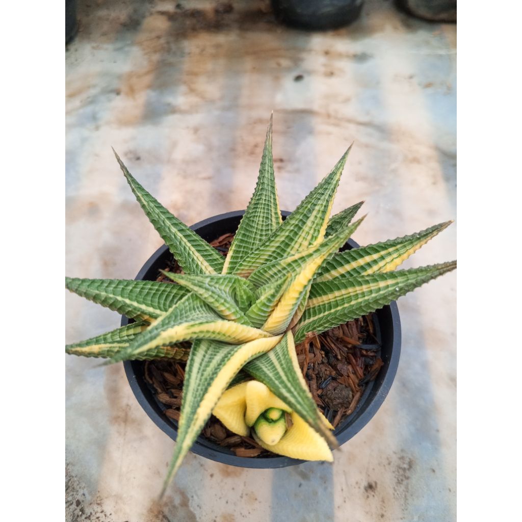 Haworthia limifolia variegata, 