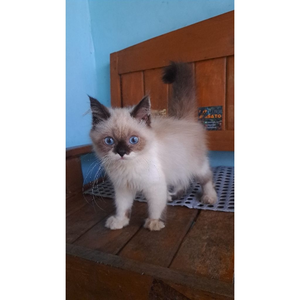 kucing persia ragdoll himalaya lucu murah