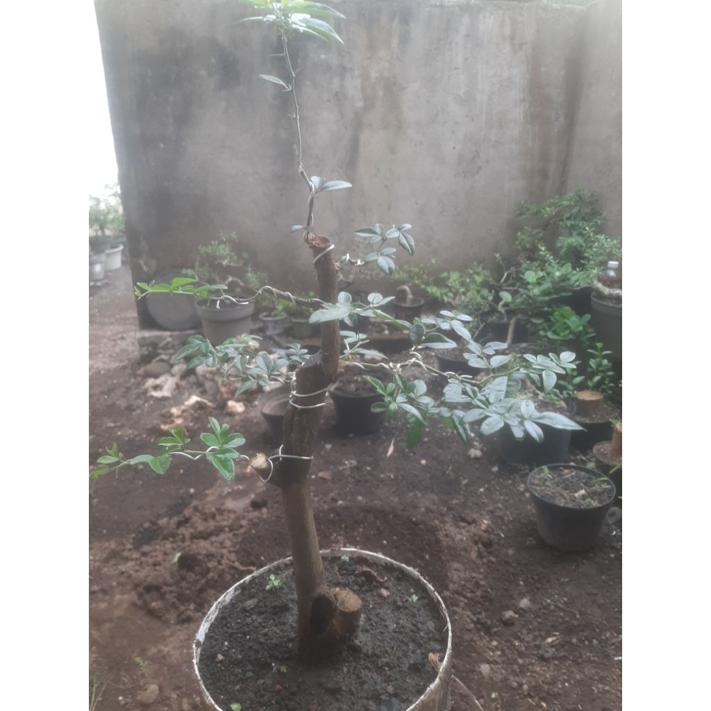 Bonsai Bahan Jeruk Kinkit Natural Sesuai Foto