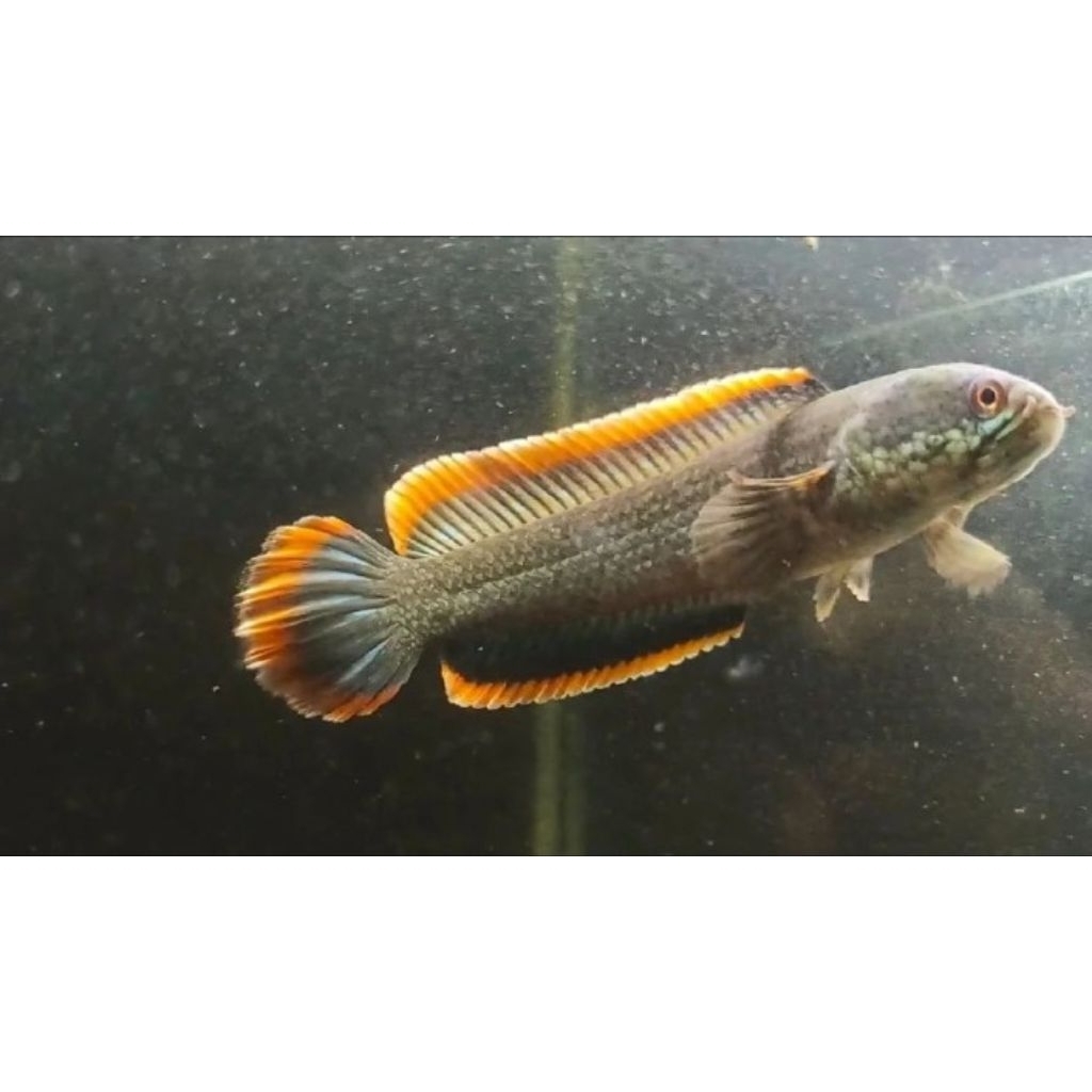 chana limbata rim tebal lereng gunung Merapi size 15-20cm