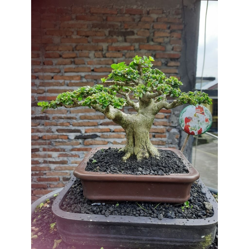bonsai sancang mame