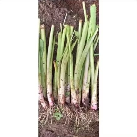 Bibit Tanaman Talas Sayur / Lompong Sayur