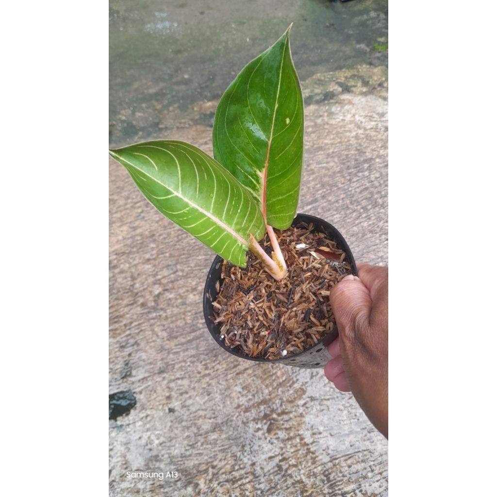 Aglonema Black Moonlight Gerhana/BML Gerhana (Daun 2)