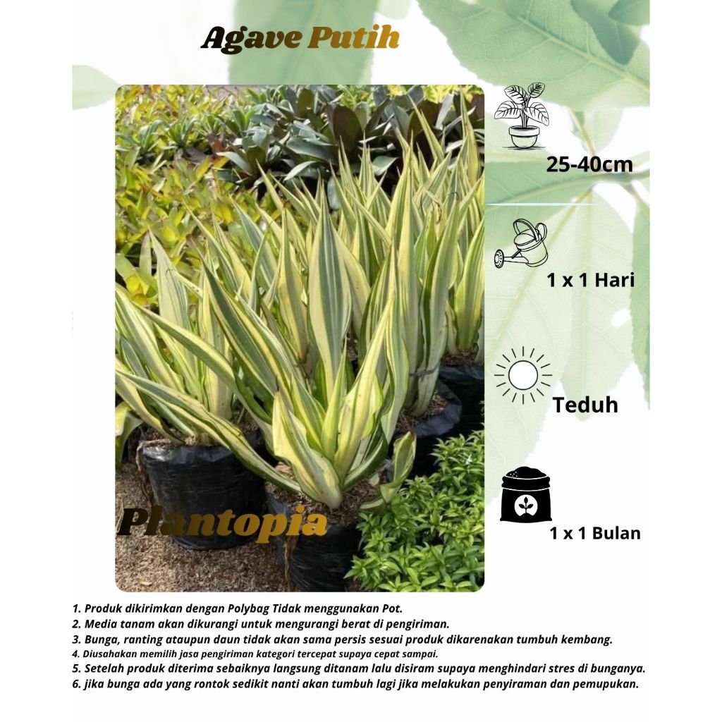 Agave Putih - Tanaman Hias Agave Varigata (Furcraera Gigantea)