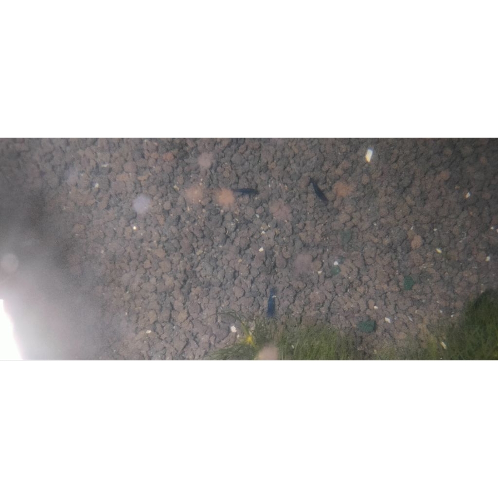 Udang Hias Blue Diamond