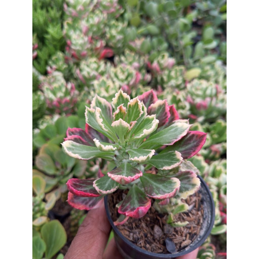 Euphorbia Monadenium Stapelioides. 