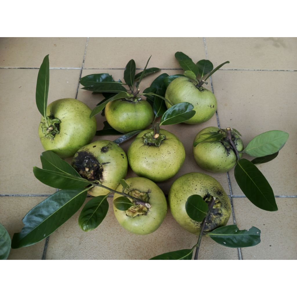 Buah Black Sapote Jumbo 1 kg siap matang