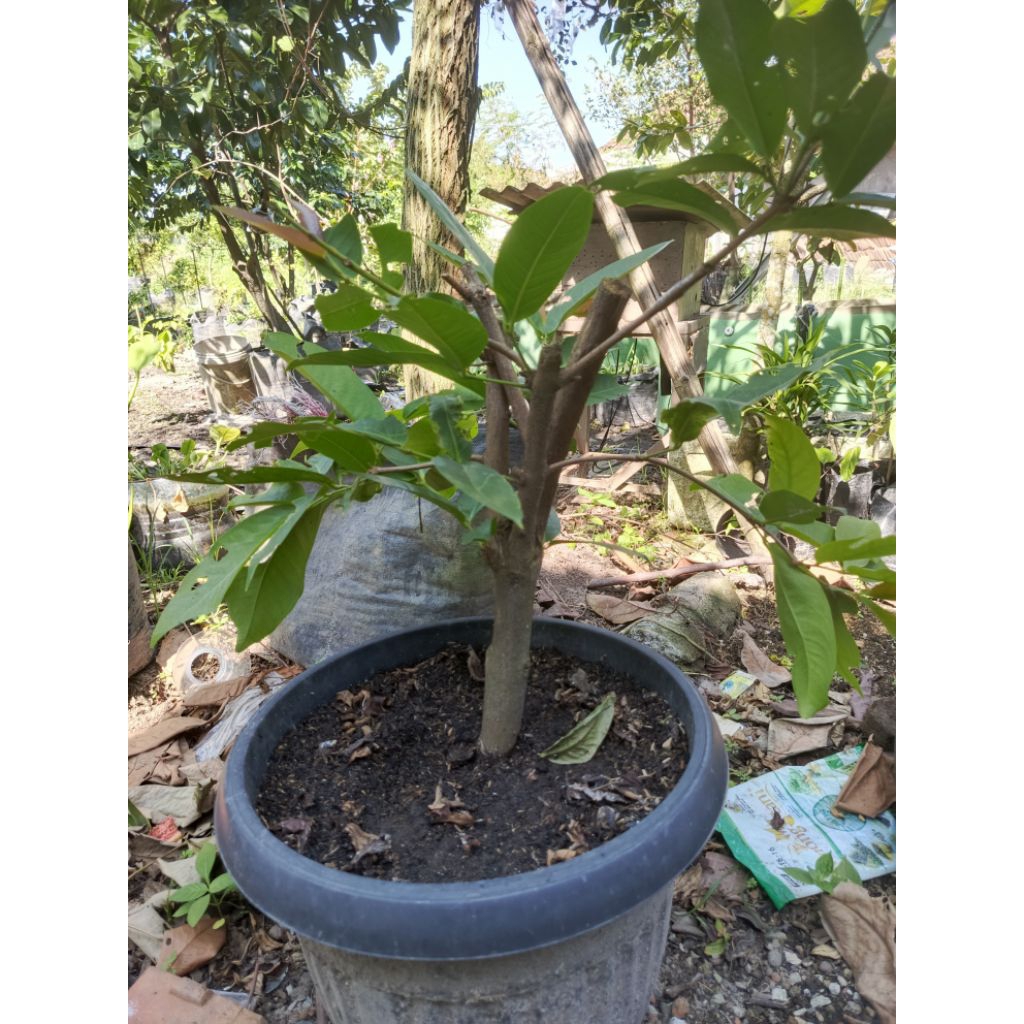 Bibit Jambu Green Giant Cangkok