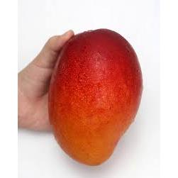 Indukan Mangga Miyazaki BERBUNGA BATANG BESAR 2 METER