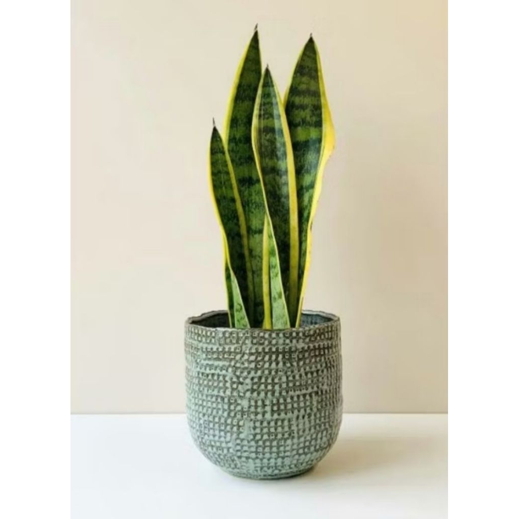 Tanaman Hias Lidah Mertua / Sansevieria Tinggi 20–40 cm | Tanaman Indoor Penyerap Polusi | Mudah Dir