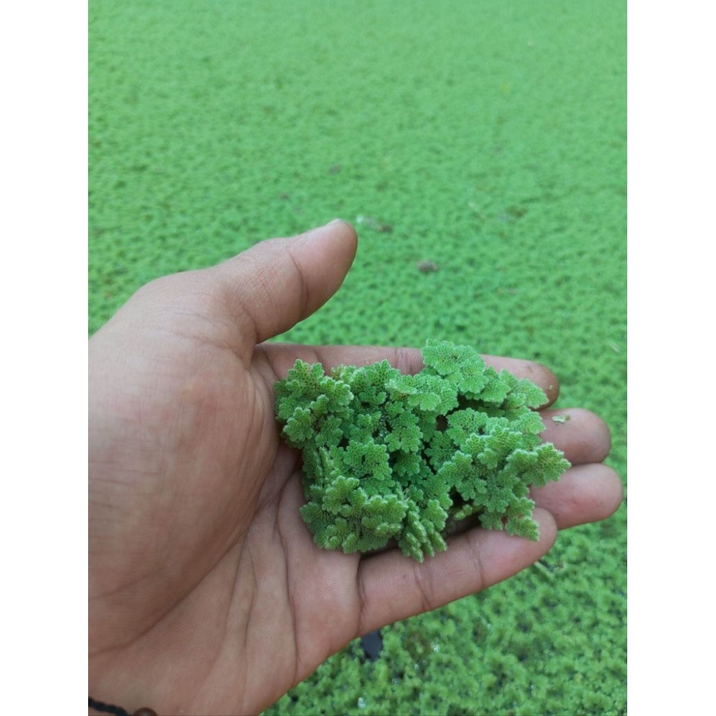 bibit azolla super pakan ternak 1 kg pakan ikan gurame nila sapi bebek