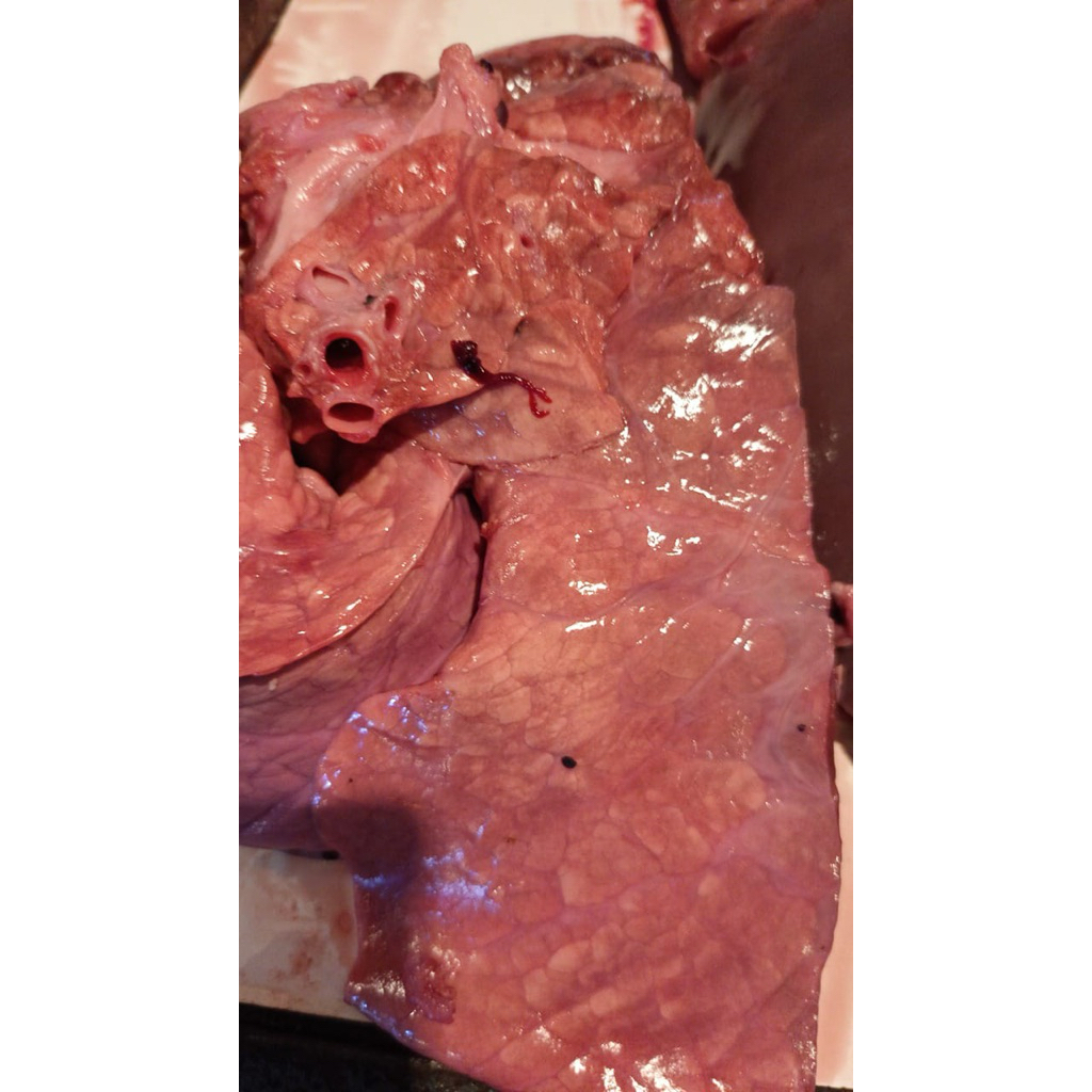 Paru Sapi - Halal langsung potong dari jegel