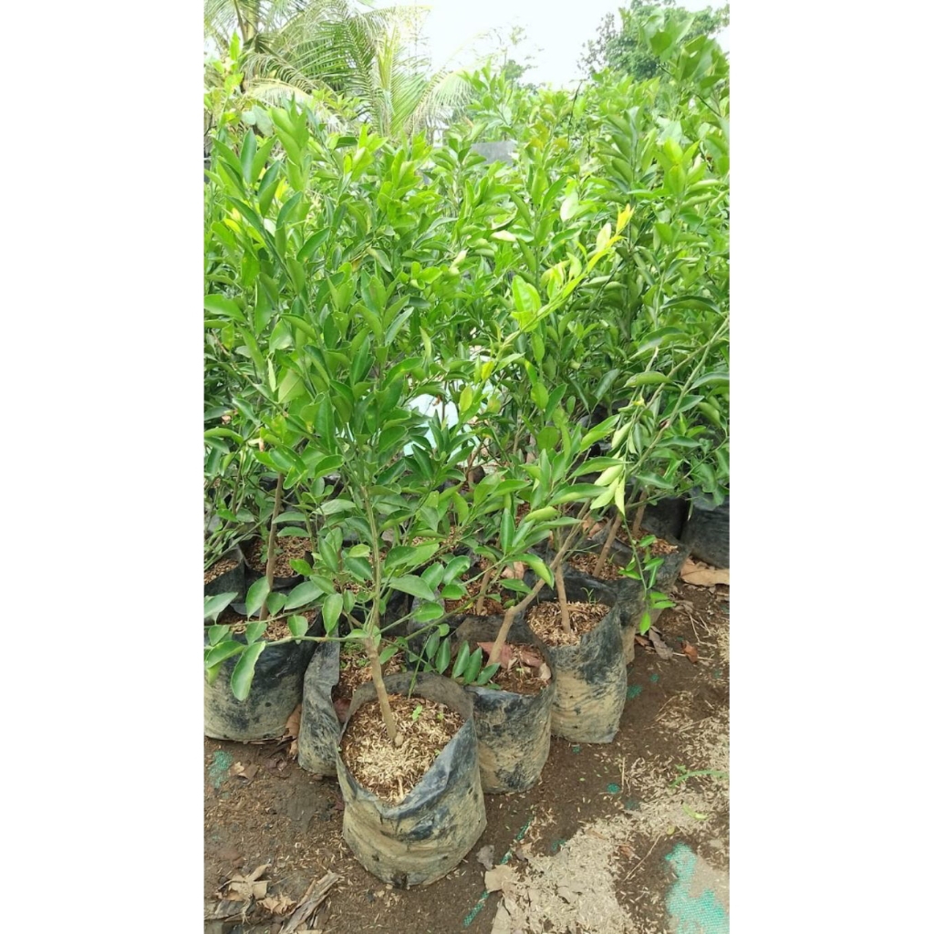 Bibit Jeruk Santang Madu Super Manis, beli(1)bonus(3)bibit,jeruk,kasturi