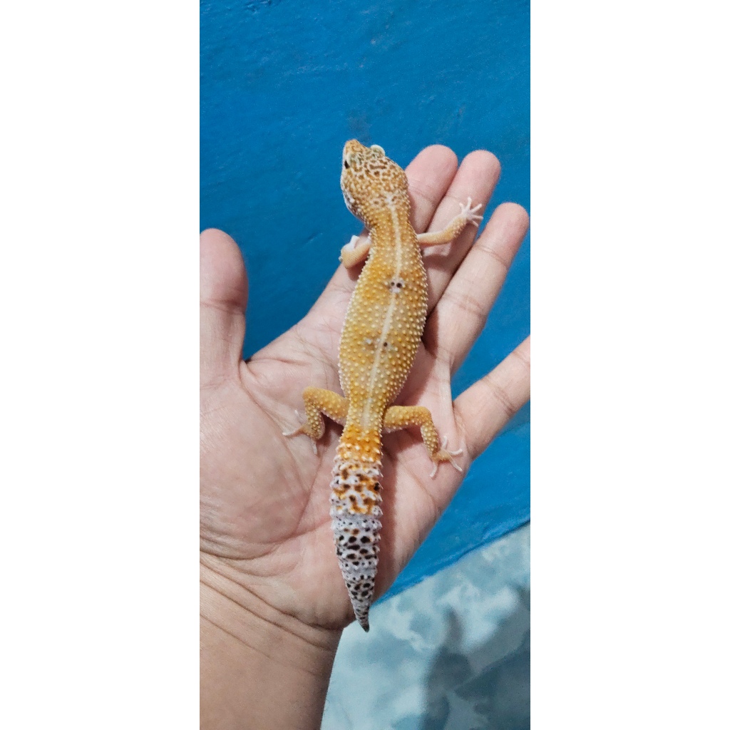 Mainan Leopard Gecko Tug Snow