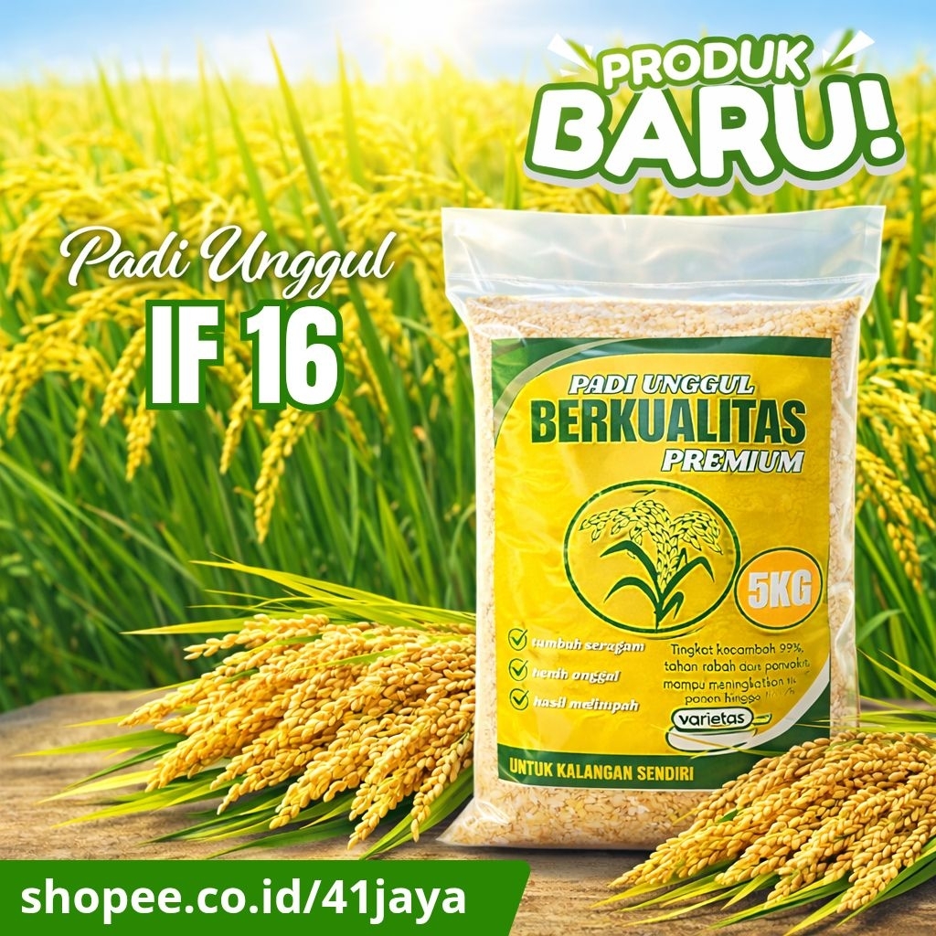 Benih padi unggul IF 16 original 5kg