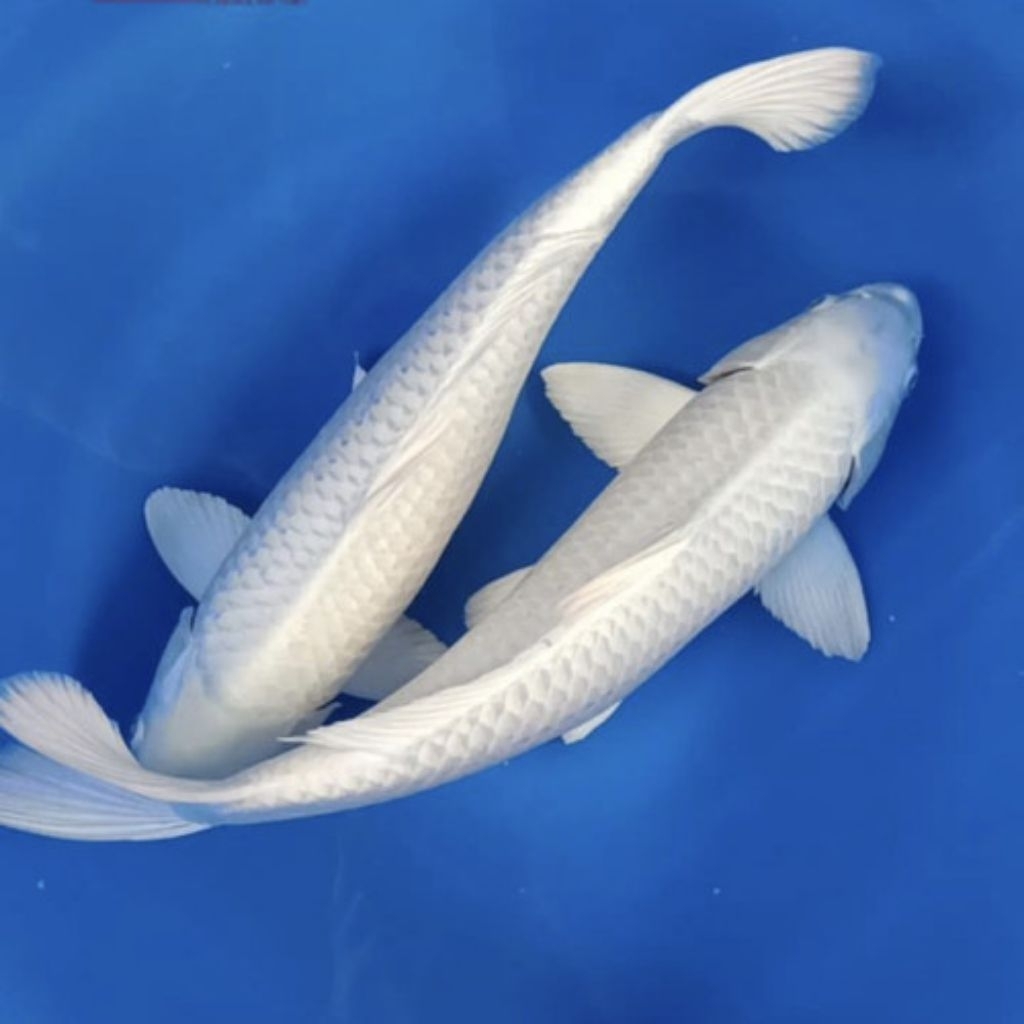koi platinum putih bersih