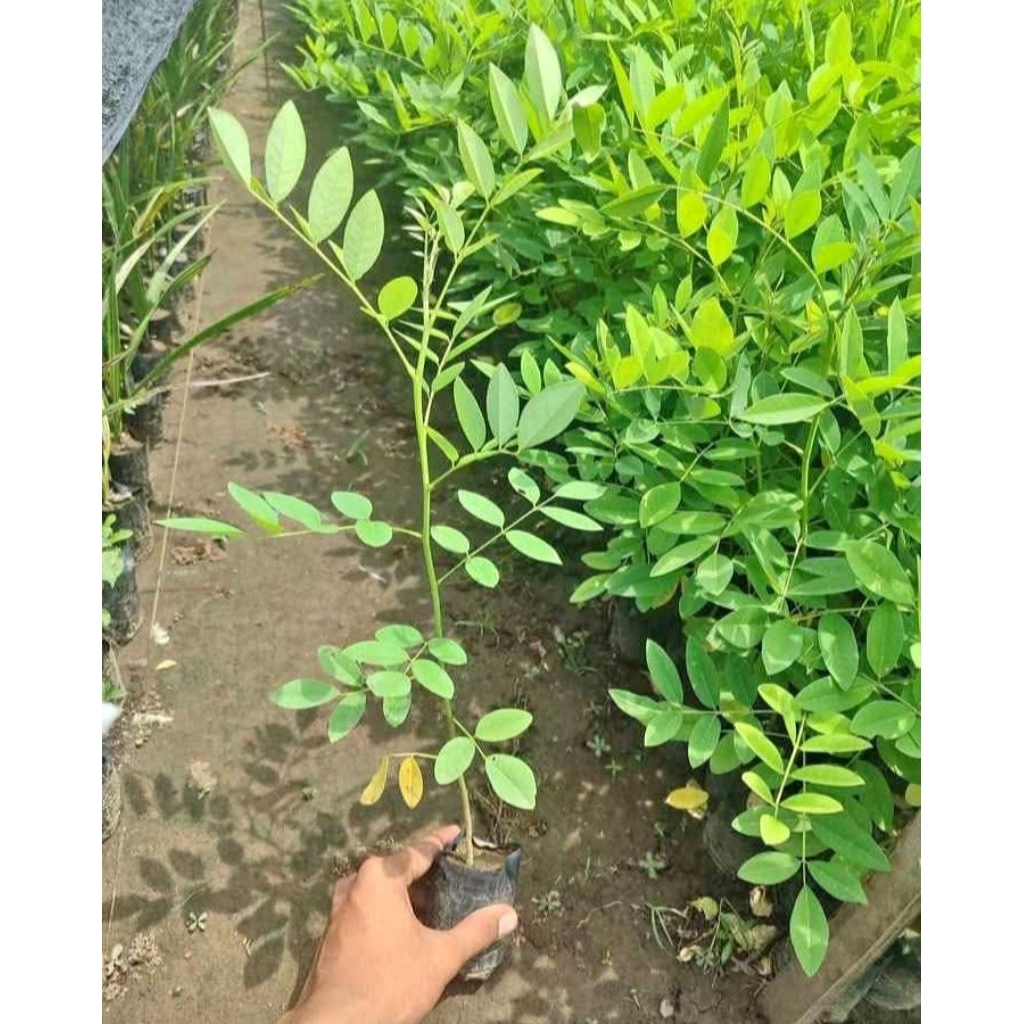 bibit indigofera pakan ternak