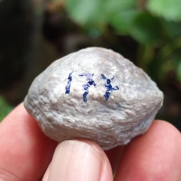 Muncang adu jayanti pait jr kode 177.