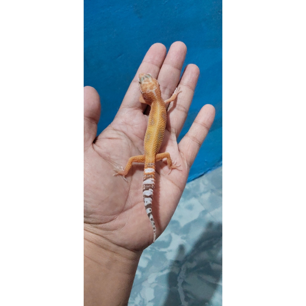 Mainan Leopard gecko Tremper Lavender