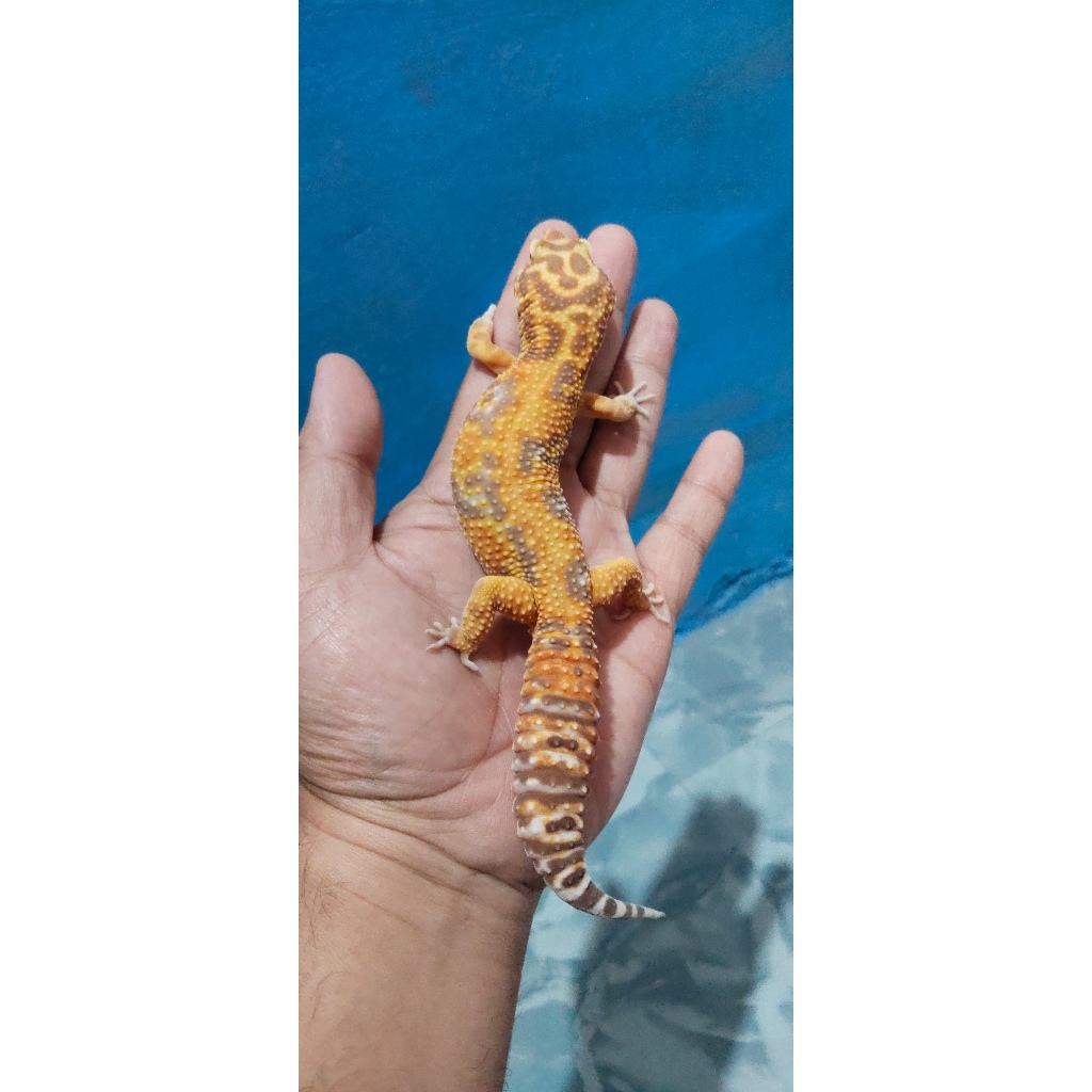 Mainan Leopard Gecko Tremper Jungle Lavender