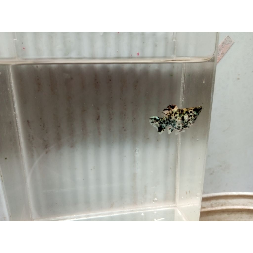 Hiasan aquarium Molly betina Zebra
