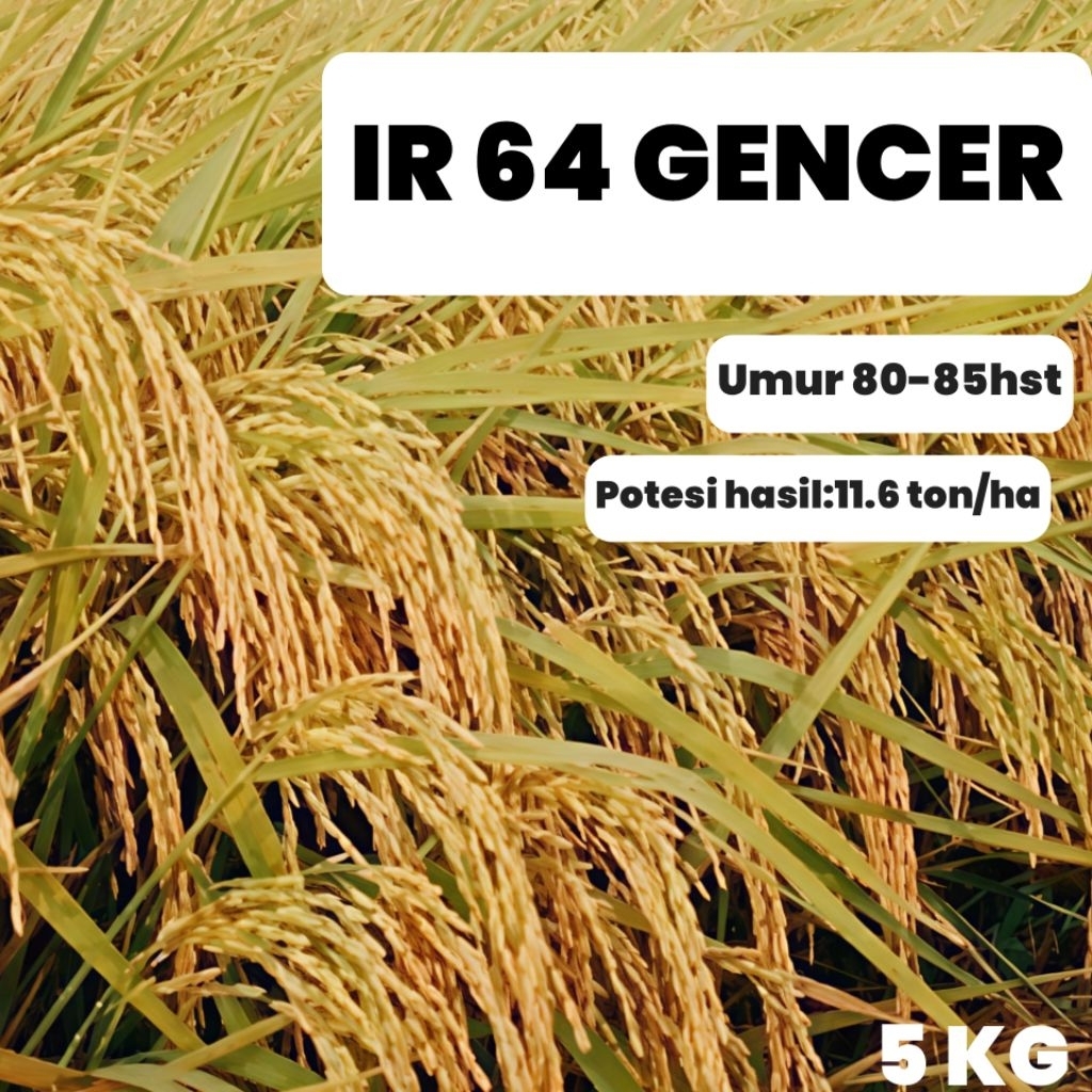 BENIH PADI IR 64 GENCER ORIGINAL POTENSI HASIL TINGGI