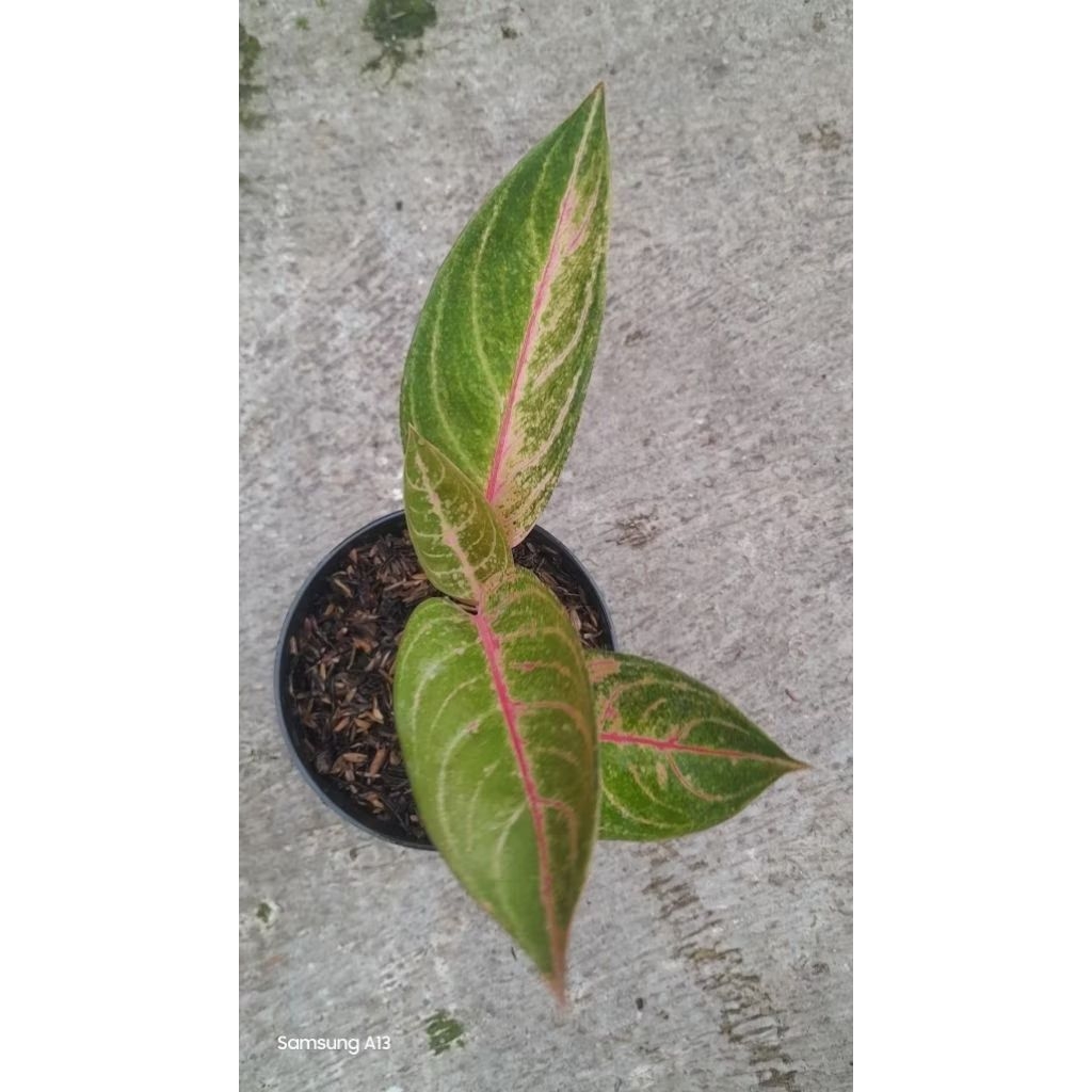 Aglonema Madam Suroyo Rumpun 2 (2)