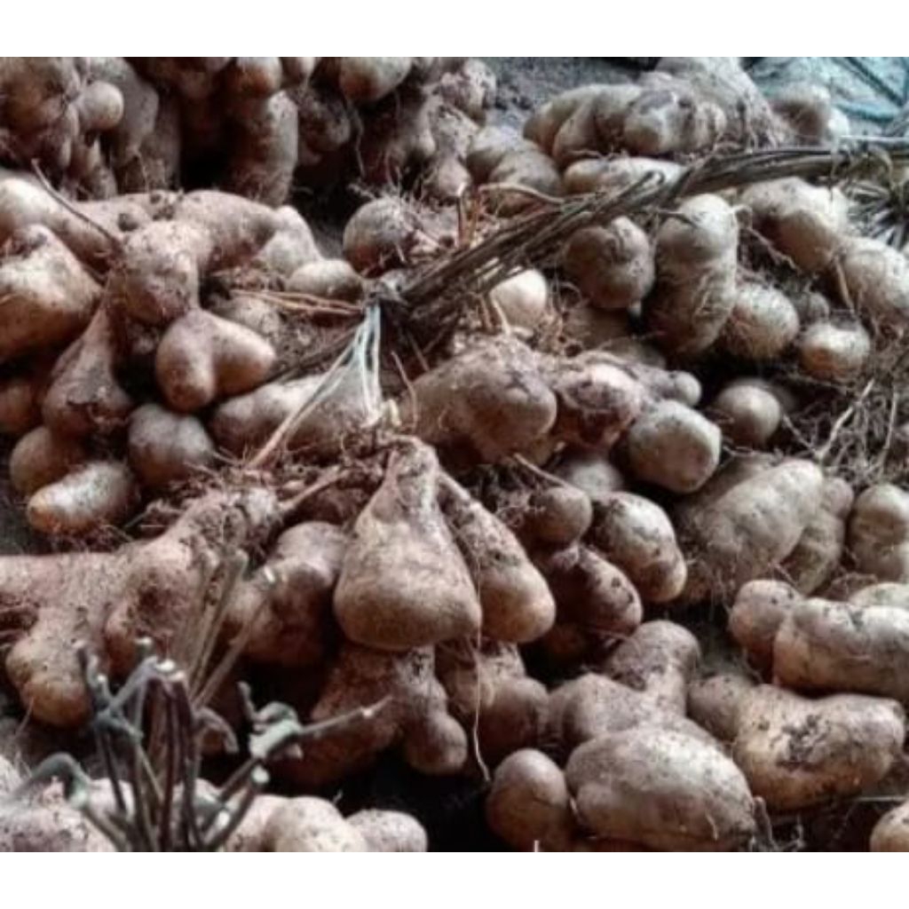 paket 5 bibit gembili, tanaman gembili, bibit ubi gembili.