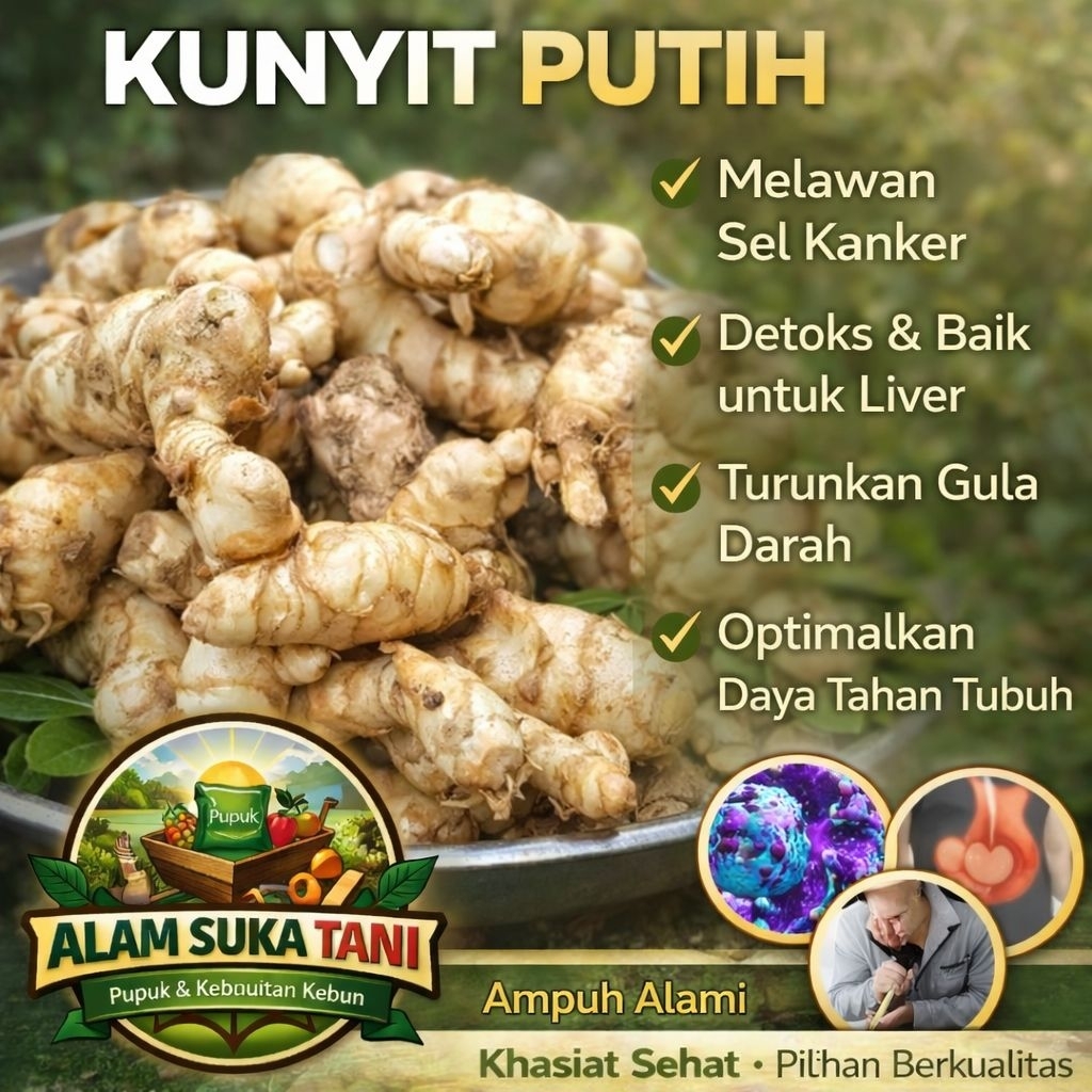 KUNYIT PUTIH SEGAR ALAMI OBAT KANKER