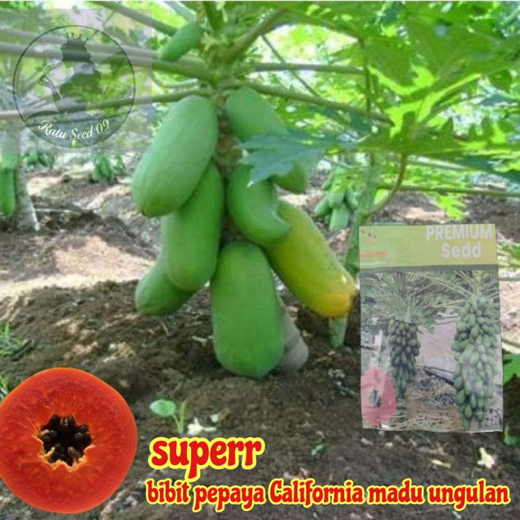 100 BUTIR BENIH BIJI POHON PEPAYA CALIFORNIA MADU POHON PENDEK PEPAYA CALIFORNIA MADU DAGING MERAH M