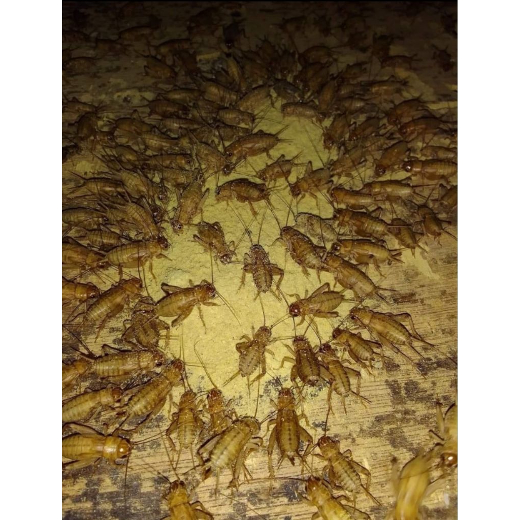 1000 GRAM TELUR JANGKRIK MADU KUNING FULL BERGARANSI