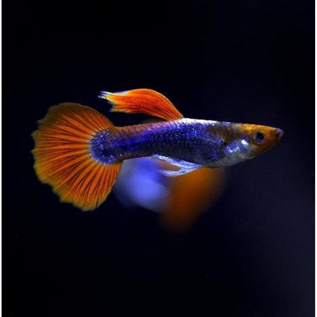 Guppy Tuxedo Koi • GUPPY hiasan Aquarium