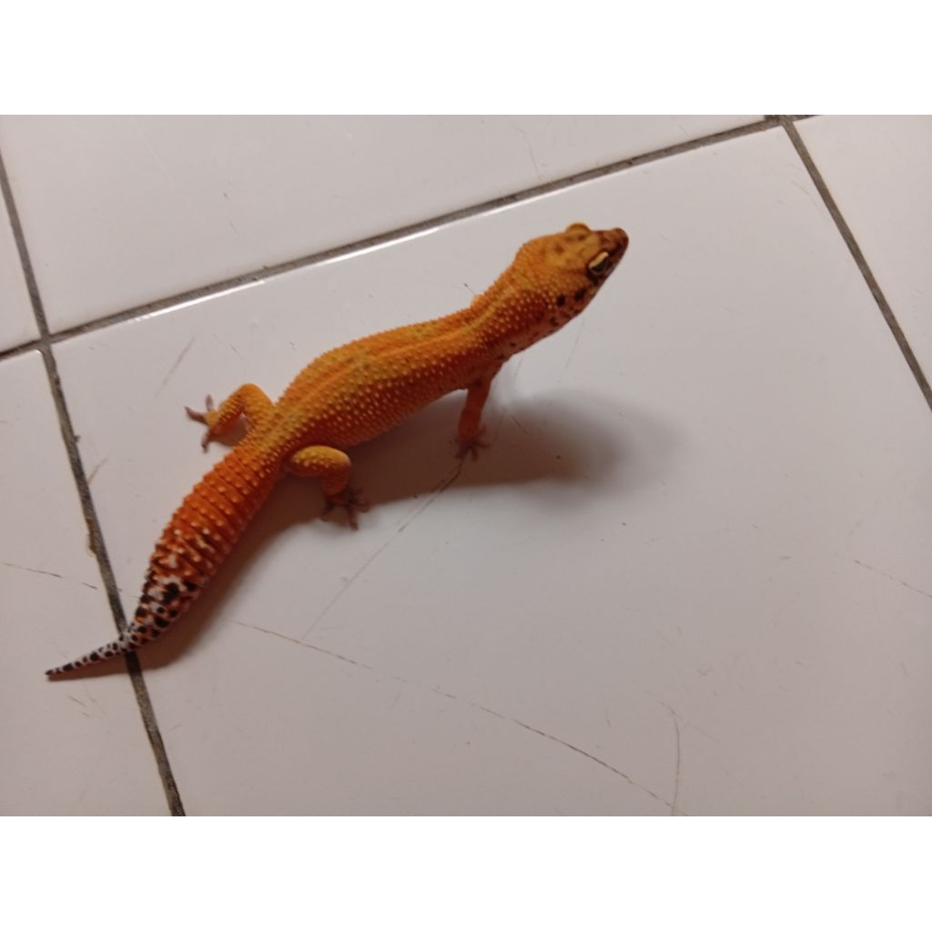 Gecko Leopard Anak - Random Morph, Kalsium Tambahan
