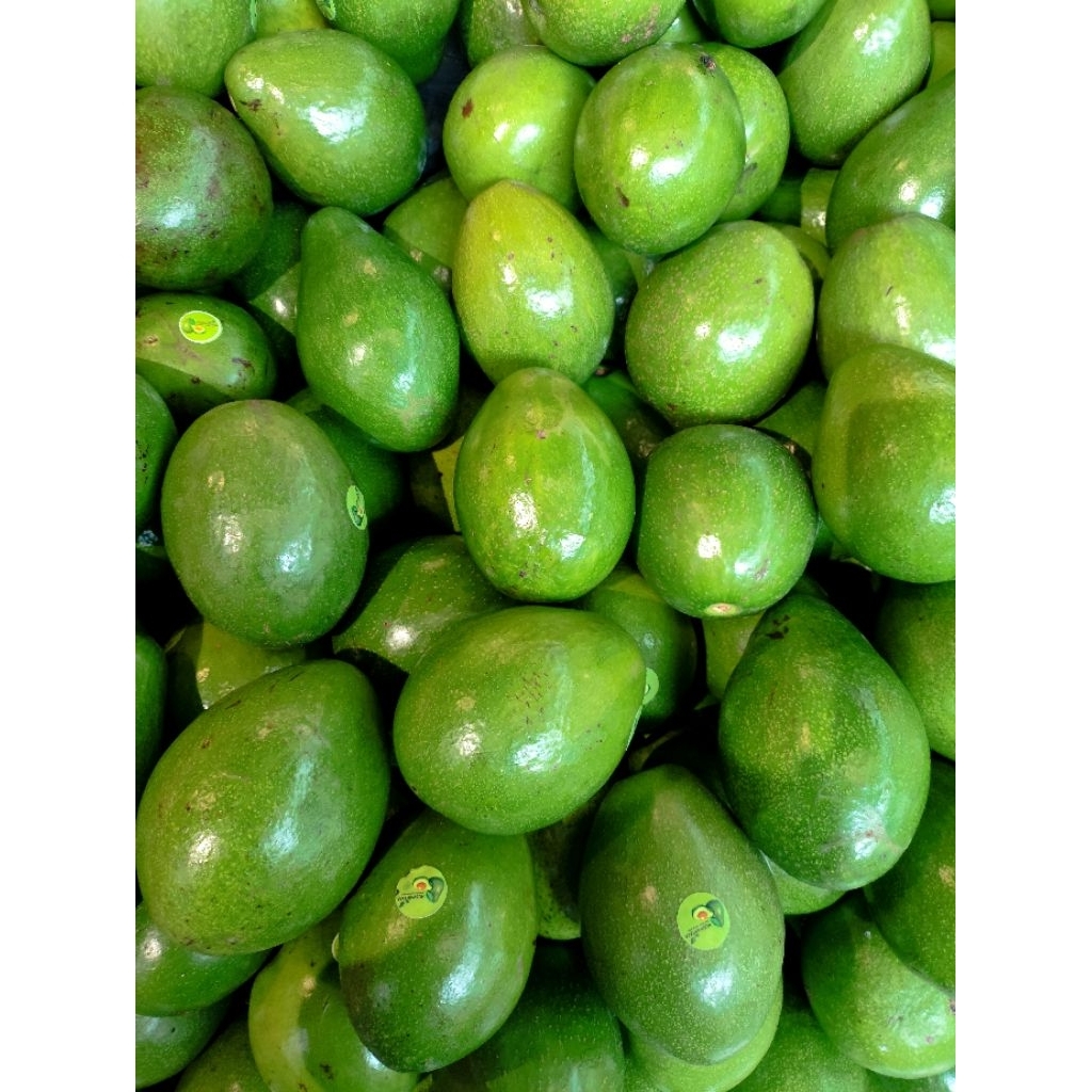 buah alpukat mentega bangka alpukat mentega 1kg