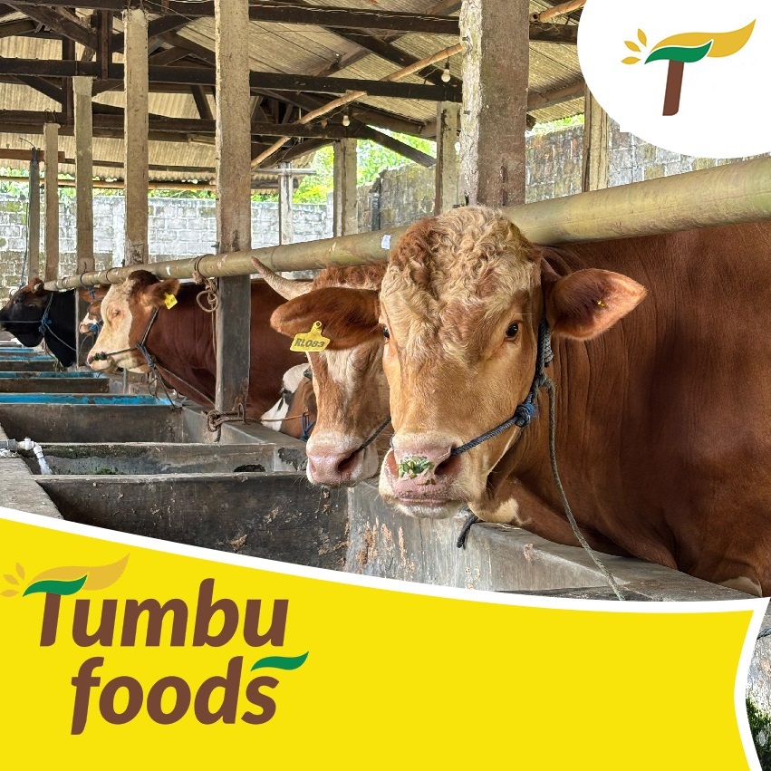 Sapi Kurban Idul Adha Hewan Hidup - Lunas 100% - Free Ongkir Qurban