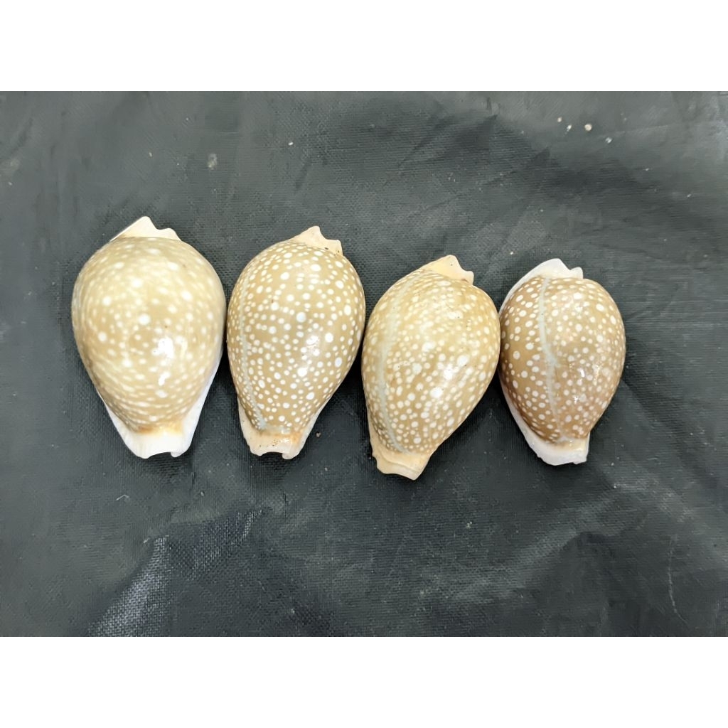 cangkang kerang koleksi unik/kuwuk bintik