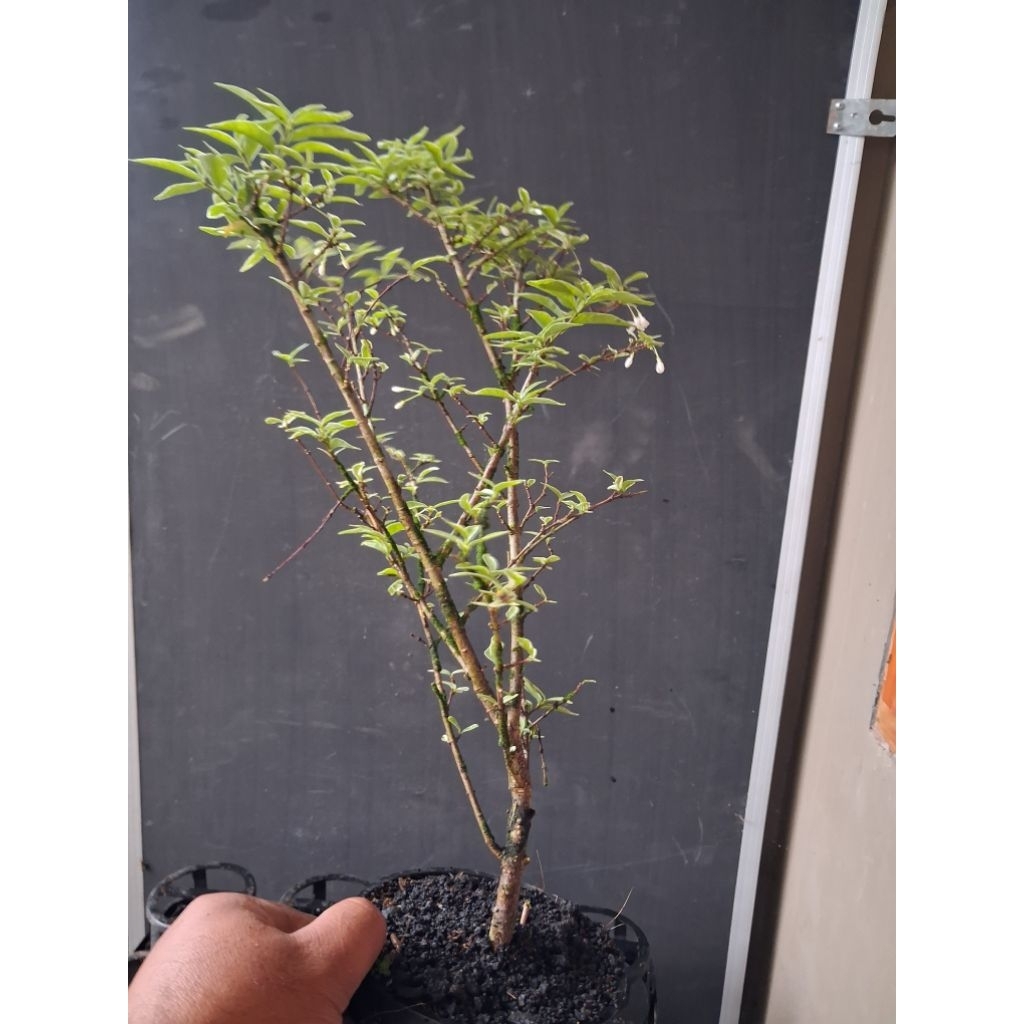 ANPUT MIKRO VARIGATA PUTIH - RIMBUN - BAWA POT