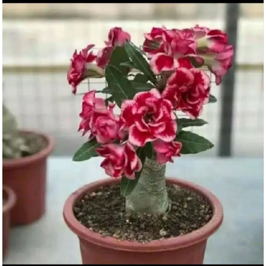 Adenium Kamboja Jepang Bunga Tumpuk Kamboja