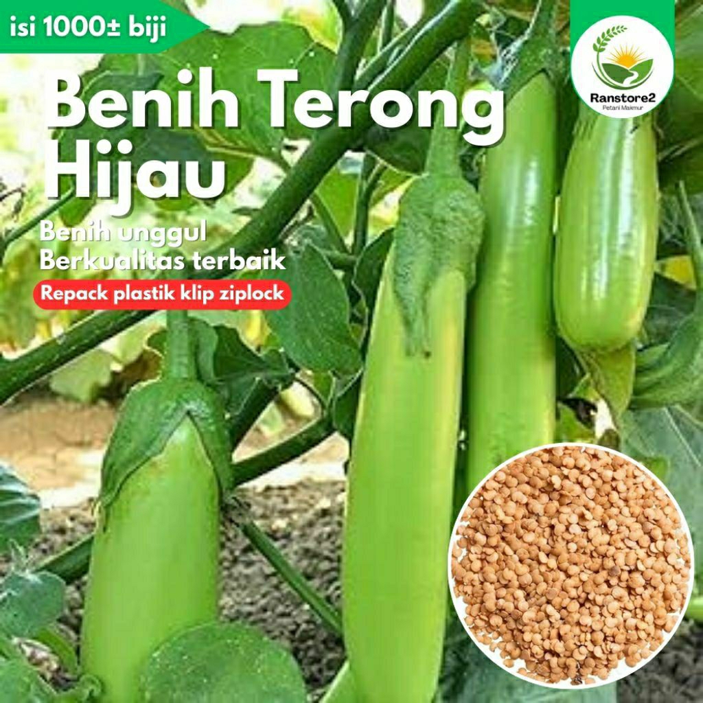 Benih Terong Hijau Panjang 30 Biji - Tahan Virus, Warna Hijau Muda, Rasa Manis