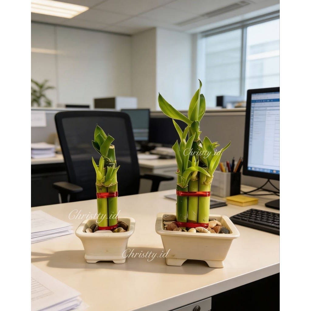 Paket Bambu Hoki + Vas Kotak / Tanaman Rejeki / Lucky Bamboo