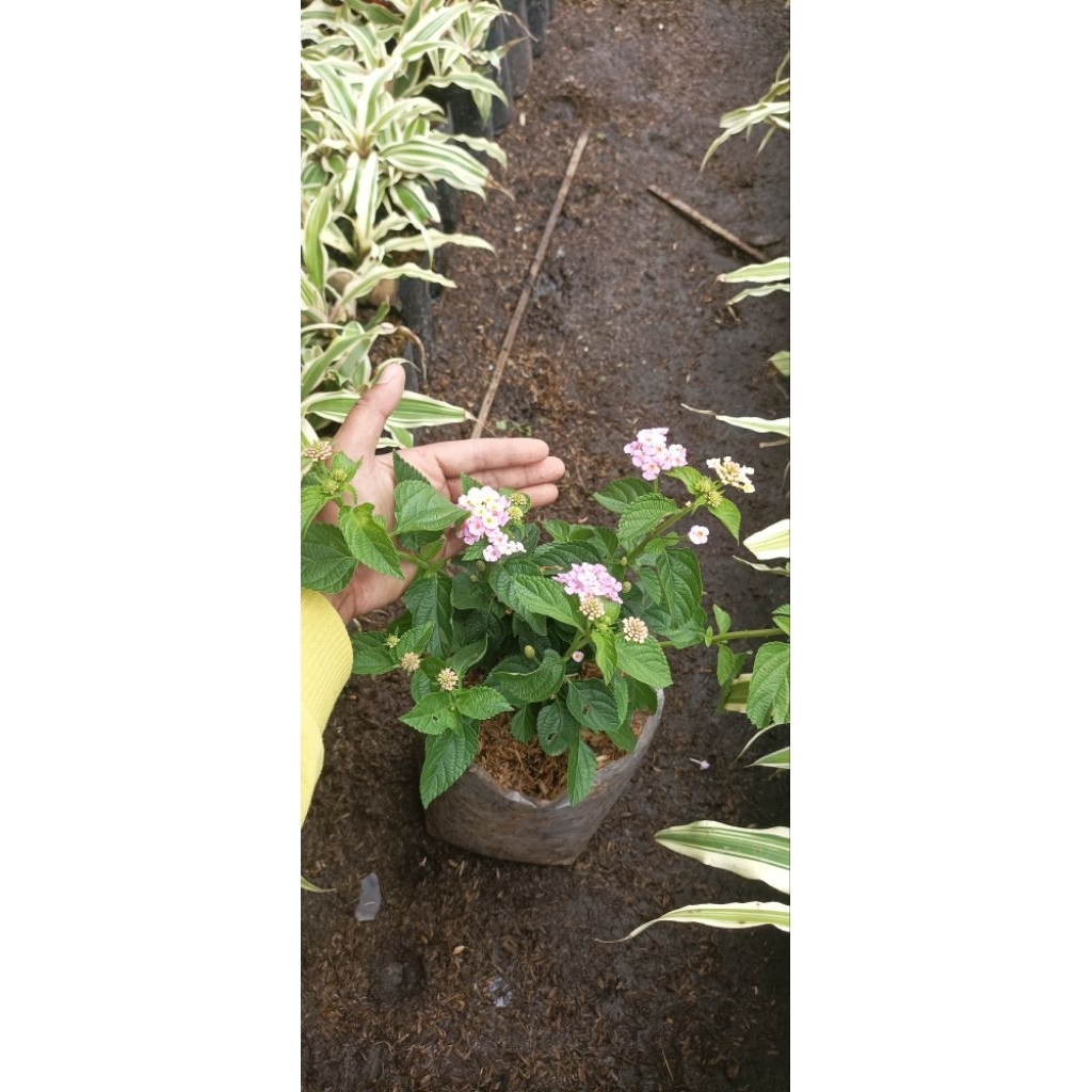 tanaman hias bunga Lantana pink (Lantana camara)