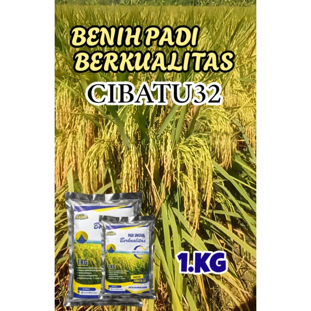 BENIH PADI BERKUALITAS CIBATU32 KEMASAN 1KG ORIGINAL