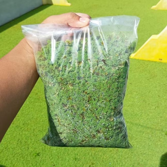 Azolla Segar 10 Kg | Bibit Azolla | Pakan Ayam Bebek Puyuh Ikan Lele Nila Gurame Kambing Sapi | Paka