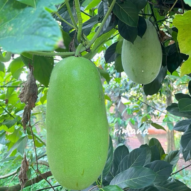 Buah Kundur / Labu Air / Bligo