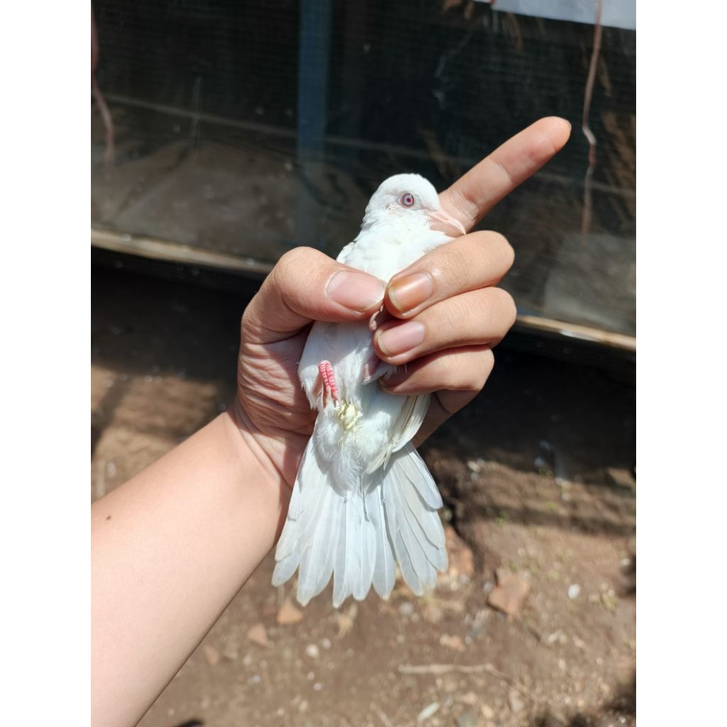 Perkutut putih kapas grade A  jantan rajin buny1