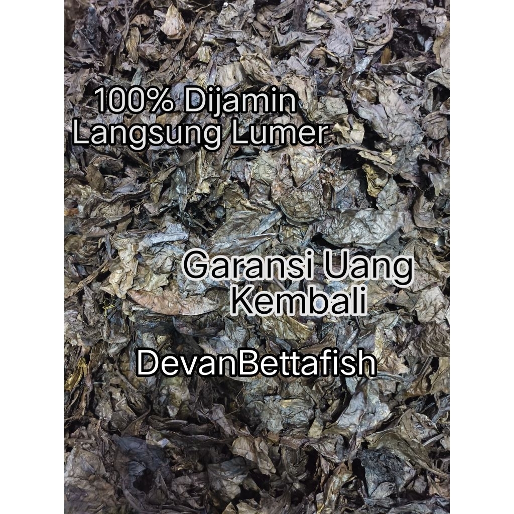 DAUN KETAPANG MERAH LAUT/ RED CATAPPA KERING OLAHAN HASIL FERMENTASI SUPER GRADE A++ BISA UNTUK CUPA